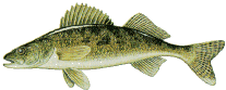 lake erie walleye fishing charters