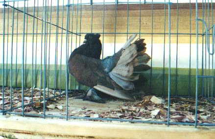 ash red cockbird