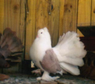  a big milky cockbird that is the brother to black saddle cockbird above