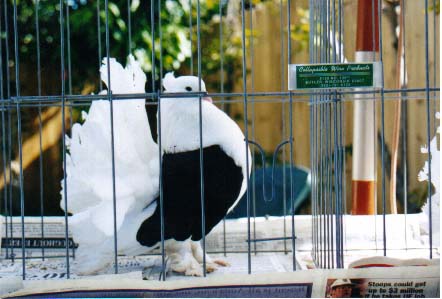 black saddle cockbird
