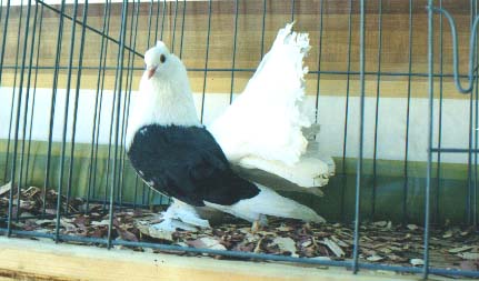 blue saddle hen