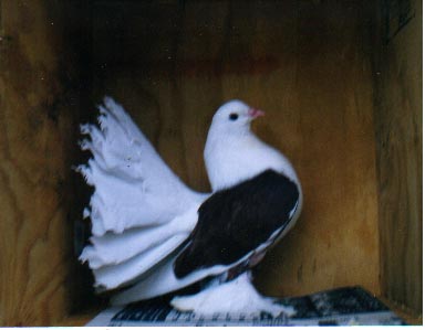 young crestless red saddle , will be good future stockbird
