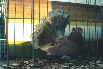 deroy hen