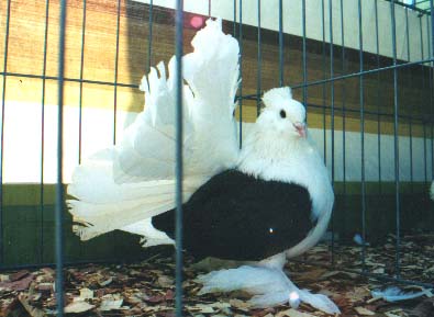 indigo hen
