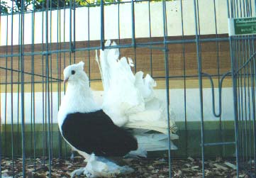 indigo cockbird