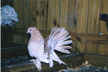 still trying to determine this birds color