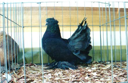 kite cockbird