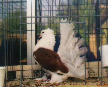 one of my promising young birds for 2002