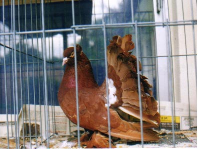 recessive red cockbird