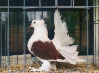 young red saddle