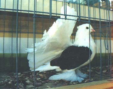 red saddle cockbird