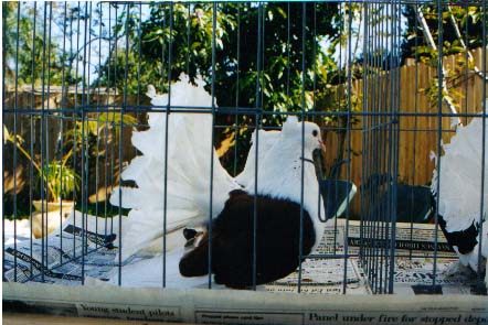 red saddle hen