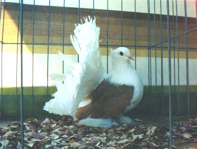 yellow saddle hen