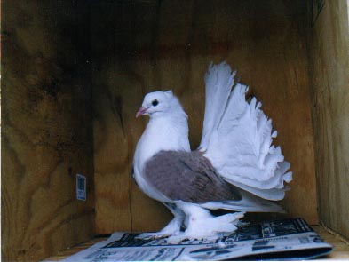  young cream saddle
