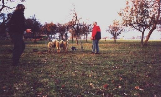 matejacelin_herd1.jpg (60195 bytes)
