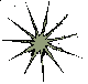 Bright Star