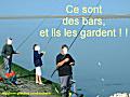 micro-european sea bass !!!