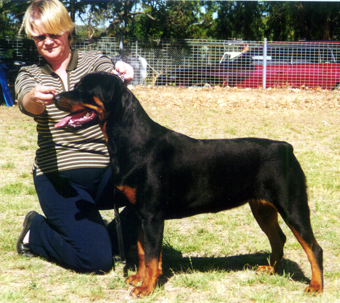 Heathcoate 9mths old