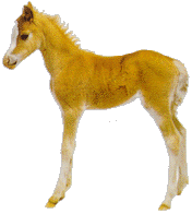 foal