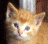 Peanut