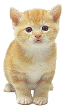 kitten