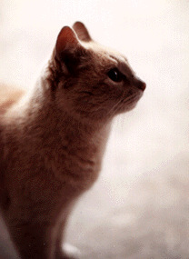 Taffy