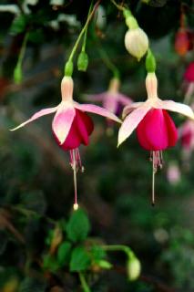 Fuchsias a century old.