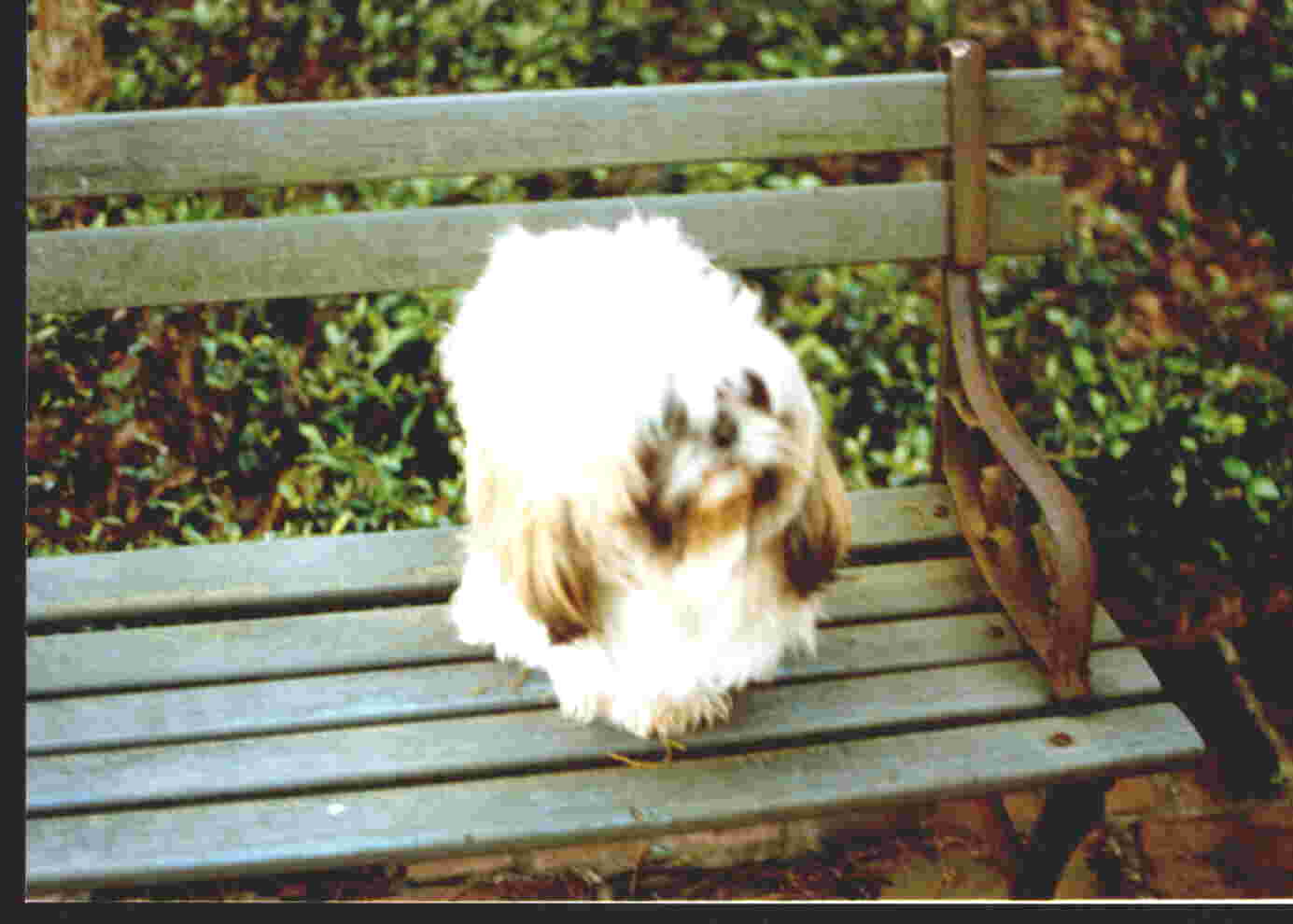 Teddy My Dog.