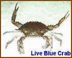 crab.jpg (5579 bytes)