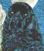 chiclet2.jpg (10865 bytes)