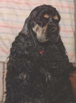 nitro.jpg (11025 bytes)