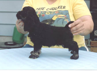 typicalpuppy2001.jpg (16186 bytes)