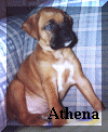 Athena.jpg (125910 bytes)