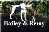 Bailey jumping on Remy.jpg (616991 bytes)