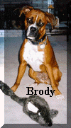 Brody.jpg (58778 bytes)