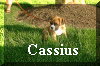 Cassius.jpg (64477 bytes)