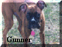 Gunner.jpg (200520 bytes)