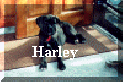 Harley.jpg (45841 bytes)