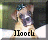 Hooch.jpg (40759 bytes)