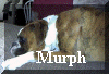 Murph.jpg (19428 bytes)