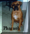 Pharaoh.jpg (88311 bytes)