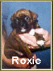 Roxie.jpg (17384 bytes)
