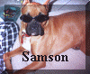 Sam's Sunglasses.jpg (226822 bytes)