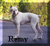 remy2.jpg (79817 bytes)