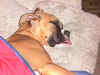 tounge.jpg (84281 bytes)
