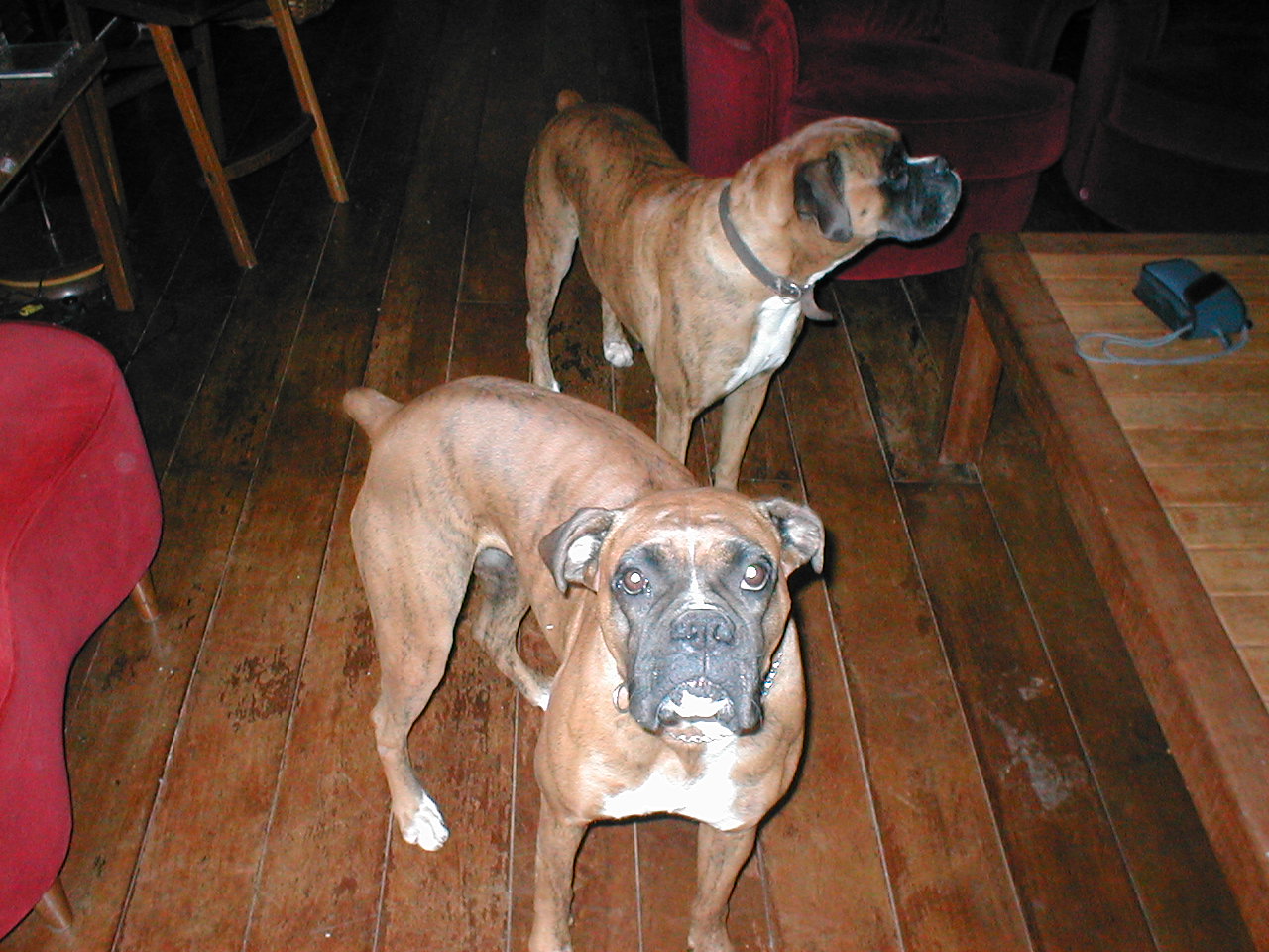 who let the dogs out?