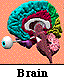 digitalbrain.gif (3771 bytes)
