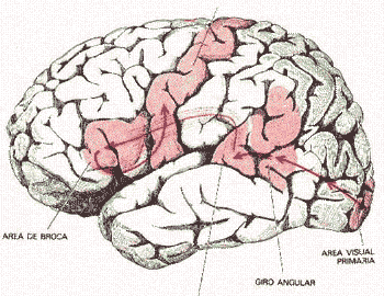 zlescri.gif (30257 bytes)