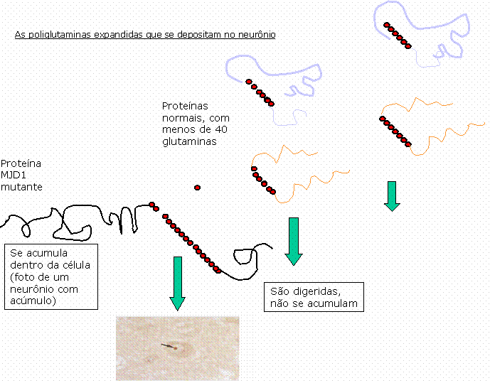 http://www.hcpa.ufrgs.br/siteroot/genetica/Fig 3.gif
