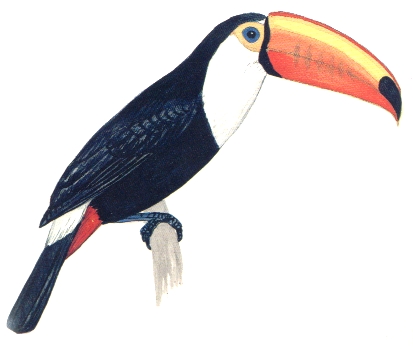 Tucano Toco